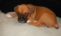 Boxer Puppies for Sale born June 28th
Ready for new home on August 23rd
2 Females and 2 Males
Tails Cropped, dew claws removed, 1st of shots done and also dewormed
Family raised and Parents on Site