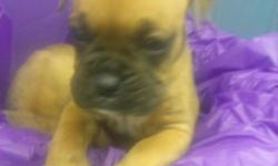 PUREBRED Boxer puppies birthed on December 20th 2014 from our mom and dad that was raised on our homestead from puppies. Our 36 acre homestead is located in the finger lakes farming country where my boxers have plenty of fresh air and running area. The