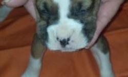 Pure Bred Boxer Puppy almost 5 weeks old. Puppies come with papers, tails docked, and dew claws removed. Call or e-mail to set up an appointment to put down your $100 deposit to reserve your puppy. Will be ready to go APRIL 19th.