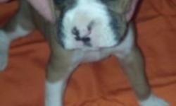Pure Bred Boxer Puppy "BRUNO" almost 5 weeks old. Will be ready to go APRIL 19th. Puppies come with papers, tails docked, and dew claws removed. Call or e-mail to set up an appointment to put down your $100 deposit to reserve your puppy. If no answer