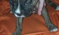 Pure Bred Boxer Puppy "DUKE" almost 5 weeks old. Will be ready to go APRIL 19th. Puppies come with papers, tails docked, and dew claws removed. Call or e-mail to set up an appointment to put down your $100 deposit to reserve your puppy.