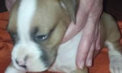 Pure Bred Boxer Puppy almost 5 weeks old. He is the largest of the litter. Will be ready to go APRIL 19th. Puppies come with papers, tails docked, and dew claws removed. Call or e-mail to set up an appointment to put down your $100 deposit to reserve your