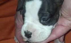 Pure Bred Boxer Puppy almost 5 weeks old. Will be ready to go APRIL 19th. Puppies come with papers, tails docked, and dew claws removed. Call or e-mail to set up an appointment to put down your $100 deposit to reserve your puppy. If no answer leave a