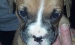 Pure Bred Boxer Puppy almost 5 weeks old. Call or e-mail to set up an appointment to put down your $100 deposit to reserve your puppy. Puppies come with papers, tails docked, and dew claws removed. Will be ready to go APRIL 19th