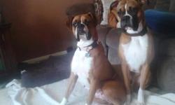 I have been breeding my boxer the last three years now. This is our third liter and we had 10 pups this time around. 4 boys and 6 girls. 10 New Boxer babies. Born 4/14/14. Will be ready for new home6/9/14 They are $400. except for the white one they are