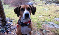 Boxer - Rocky - Medium - Young - Male - Dog
Rocky is a 4 year old boxer/beagle mix. He is VERY energetic, SMART, and focused on whatever person he is bonding with. Very snuggly, and very playful! Also, VERY friendly with other dogs. He needs someone who