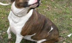 Boxer - Rosie - Large - Adult - Female - Dog
Woof, my name is Rosie! I'm a big, beautiful, 3 year old, spayed female, brindle and white boxer/pit mix. I am a very intelligent dog... I know commands for sit, shake, down & roll over! I'm sweet and lovable