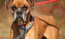Boxer - Sam - Large - Young - Male - Dog
Hi I'm Sam!. I'm a boxer mix 11/2 year old .I have been neutered ad am UTD with shots. I love to play fetch and tug, and I love stuffed toys that SQUEEK!! I am also a very good listener and housebroken & my foster