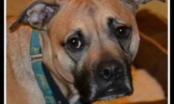 Boxer - Wilma - Fee Waived - Large - Young - Female - Dog
STATE
Rhode Island
AGE
3 years
DOB
February, 2009
WEIGHT
50 lbs
SEX
COAT COLOR
fawn w/black mask
NEUT/UTD
yes/yes
DOCKED TAIL
no
CROPPED EARS
no
CHILDREN OVER 4
teens and up
CHILDREN UNDER 4
no