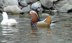 I have for sale one breeder pair of Regular Wood Duck. Shipping would be on weather permitted days. They are in perfect shape and in good condition. They are full winged and has no defects. Price is for the pair.
Shipping is free and local pick-up is also