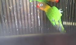 pairs of love birds all proven breeders blue masked, fishers, lutino/dutch blue or will do possible trade $100 per pair 2 pair available need the space for bigger birds