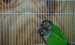 Excellent breeding pair of Hans macaw
This ad was posted with the eBay Classifieds mobile app.