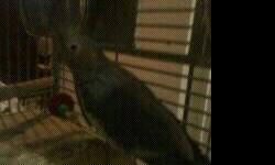 hello i have 1 pair of breeding cockatiels . the male is a white face and the female is a grey. they lay many several chuches a year if you decide to breed them yourself .if your interested hit me up asap thank your . i also deliver.