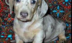 I am a small home breeder of these remarkable dogs and only have a limited amount of breeder dachshunds. All of my dogs live in my house and are pets before breeders. I am passionate about breeding for Unique, Exotic and Eye-catching dachshund colors and