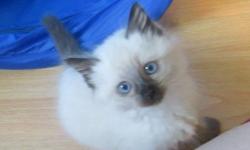 This special Seal Point Ragdoll kitten is available with breeding/showing rights. Her litter is registered with T.I.C.A. and she is also eligible for CFA. We are holding her back and planning to begin her show career in the kitten ring until her perfect
