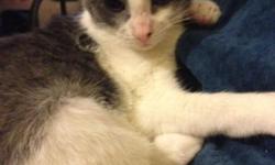 Please come meet Bridget Bardot in Bay Ridge, Brooklyn.
This beautiful, bubbly, bouncing young little kitty is about four months old.
Bridget Bardot is up-to-date with her vaccines and was recently spayed.
Bridget Bardot would be good in any household as
