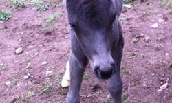 AMHR, expected to mature 35-36". Ready for a new home mid November. J.D. has rear left white stocking & rear right white sock. Little Jack Daniel's has smokey blue/grey eyes. Very easy going when it comes to his hooves!! He is a very lovable little guy