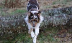 ASCA registered, Red Merle male, DOB 5/15/11, "Dom". Health guaranteed, all vaccinations, vet checked, house broken, begun socializing and training - needs more, full tail, 62#. Active, athletic, protective, bossy & playful Alpha. Loyal, affectionate and