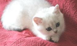 99 Dalmatians, founded in 2012, is a Staten Island based pet store, selling illustrious breeds such as Abyssinians and Scottish Folds. We have only the utmost respect for our little kitties, and are hoping to find them homes.
These adorable kittens are