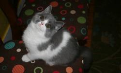 Male Brit, Huge eyes will be copper, very sweet, raised underfoot, the largest male in the litter. First vaccination and wormed monthly.
Note location: Penn Yan, NY 14527
Bi color Brit "Munchy" very, very sweet. Loves sleeping at the head of the bed and