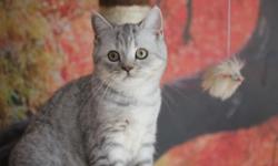 We have very nice kitten girl 4 month old, very sweet, plush, relaxed and clean. She is wormed, vaccinated, trained and ready for loving home. Her color is very rare Black Silver Spotted Tabby. TICA registered, sired by Grand Champion.