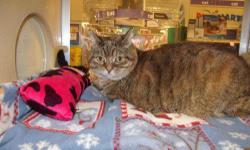 British Shorthair - Jazzy - Large - Adult - Female - Cat
Jazzy is an absolute sweetheart who was found dumped on a rainy night at a vet's office. She is a sweet girl and who couldn't just fall in love with that face. Jazzy is currently up for adoption and