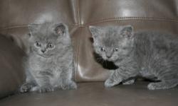 British Shorthair female and male blue kittens, will have first vaccine and are registered with TICA. Registration and vaccination card as well as health guarantee are provided at pick-up.
Penn Yan, NY 14527