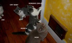 British Shorthair kittens male, two available "Munch" and "Mugsy" kitens are 14 weeks old. Please note location.
I also have a female available "Cry Baby" very dense, lush fur.
Penn Yan, New York 14527
Mom is TICA registered and comes for Champion and