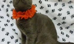 British Shorthair - Roz - Large - Adult - Male - Cat
My name is "Roswell" but all my friends call me "Roz". I am a rather distinguished looking fellow and everyone bets if I could talk, I would totally have a British accent! I can be a bit shy, but I