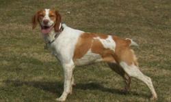 We will have a litter on the ground near Sept 26,2014. Both parents are AKC registered. The pups will be orange and white although there is a recessive gene for Liver in the sire. This line has provided excellent hunting stock in both upland and water.