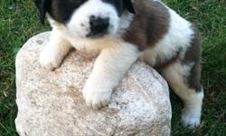Brittany is a purebreed AKC puppy girl. She was born on September 21, 2012. Her colors are brown, black and white.