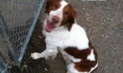 Brittany Spaniel - Molly - Medium - Young - Female - Dog
A laid back sweet heart. Good with kids and a great famly dog
CHARACTERISTICS:
Breed: Brittany Spaniel
Size: Medium
Petfinder ID: 24843382
ADDITIONAL INFO:
Pet has been spayed/neutered
CONTACT: