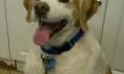 Brittany Spaniel - Oliver - Medium - Senior - Male - Dog
Very nice purebred brittany spaniel (has a haircut) . He is good int he house and good with other dogs and good with children . He was given up due to owners health issues . He is 8 yrs old .