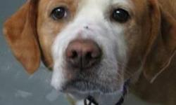 Brittany Spaniel - Pebbles - Large - Adult - Female - Dog
(No 821) Pebbles is my name and I'm a shy girl with diabetes. The shelter found out about my condition and is now treating me with insulin and a special diet. I feel SO much better but will need to
