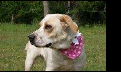 Brittany Spaniel - Snickers - Medium - Young - Female - Dog
SWEETHEART.......... young snickers, yr old, sweet, calm......nice dog. Needs a nice home . Weighs about 30-35 pounds. Size of a brittney.
CHARACTERISTICS:
Breed: Brittany Spaniel
Size: Medium
