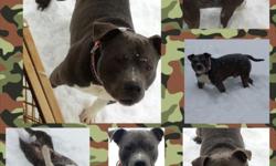Bruno - Born 12/2/2010
Raised with three kids and definitely an eye catcher.
He is short, loving and kid friendly.
Was raised with two other pitbulls
I am not in a rush to get rid of him.... just downsizing
ONLY TO APPROVED HOMES.
$200.00 or best offer