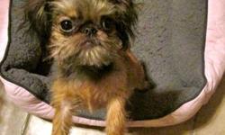 Darling little designer cross boy.Mom is smooth coated 8 lb AKC registered Brussels Griffon and the boy's dad is a red/white 5 lb AKC registered Japanese Chin. Sweet temperament and no grooming required. He will be approx 5-7 lbs grown. Eating super