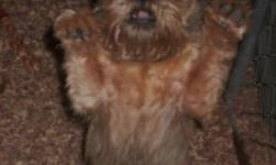 "Sully" is a belge rough coat male Brussels Griffon who is 4 years old. His birthdate is July 25, 2010. He is very sweet, loves attention & is well behaved in or outside. He has been a stud, but is very clean in the house......He wears a wrap here because