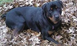 we are getting out of the rotty breeding, brutis was raised with 3 small boys, he is a sweet heart and love the kids, he is intact, but no papers. a good loving family home is a must. to a approved home only he is coming two next month and still filling