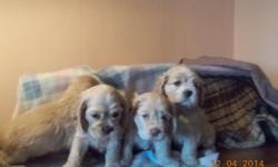 cockerspaniel puppies American short snout all buffs or tan the orgination color of the cockerspaniel some have white markings from pale coat w/ chocolate nose to darker buff each is different.
tails doclked dew claws removed vet visted health papers &