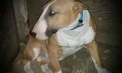 6 months old brown bull terrier 700 or best offer akc registered contact Lenny 585 2600418