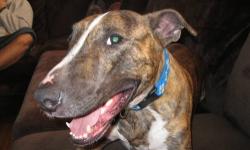 Brindle male needs home, he has been in foster since September!! He is housebroken, leash trained, neutered and has all his shots! This sweet boy LOVES people and is great with kids! Needs to be only pet! Will great addition to any family, Call