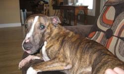 I have a male Bull Terrier mix for adoption. I have been fostering him for 10 months. He is a great dog for family or wonderful companion for single or elderly person. He is neutered and house broken as well as utd on all shots.... Needs to be only dog...