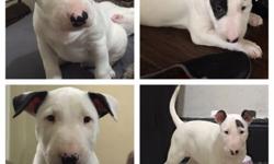 We have four male bull terrier born 5/12/16 looking for there new homes puppies are raised in a family home we have three small children so puppies are great with kids they are wee wee pad trained are we are training them to walk with a harness and leash