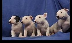Hi, we have beautiful standard and miniature bull terrier puppies ready to go to their new homes. They come with papers, shots, and health guarantees. They are raised in our home with our family and are already well socialized with children and other