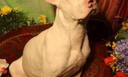 Bull Terrier - Tator Dot - Medium - Baby - Male - Dog
For an adoption application Click here 
This will bring you to a page where you will be able to open our adoption application in a pdf file.
We are not a large organization and only have a few pets at