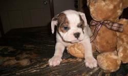 Beautiful bulldog/pugle mix. Ready to go. Shots and wormed. TELEPHONE INQUIRES ONLY, 1-607-243-5465. They were born 10/15/2012. Thanks