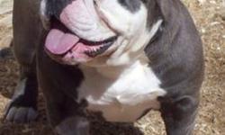 Generational olde English bulldogges beautiful baby blues. Lines include poppa, joyful acres,what a mug . And grandfather is Ozzie the mad Russian. 1800 full rights. Call or text anytime 5857384175. Taking 300 deposit to hold your pup and balance due on