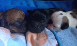 Father is AKC English Bulldog
Mother is Cocker-Cavlier Spaniel
All females!! Pics of puppies and past puppies grown up.
Will be 20-30 lbs
Resemble miniature boxers
Will be vet checked, shots and health guarantee.
100 to hold 400 on pick up