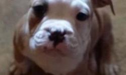 Olde English bulldogges outstanding pedigree fully registered great prices
This ad was posted with the eBay Classifieds mobile app.